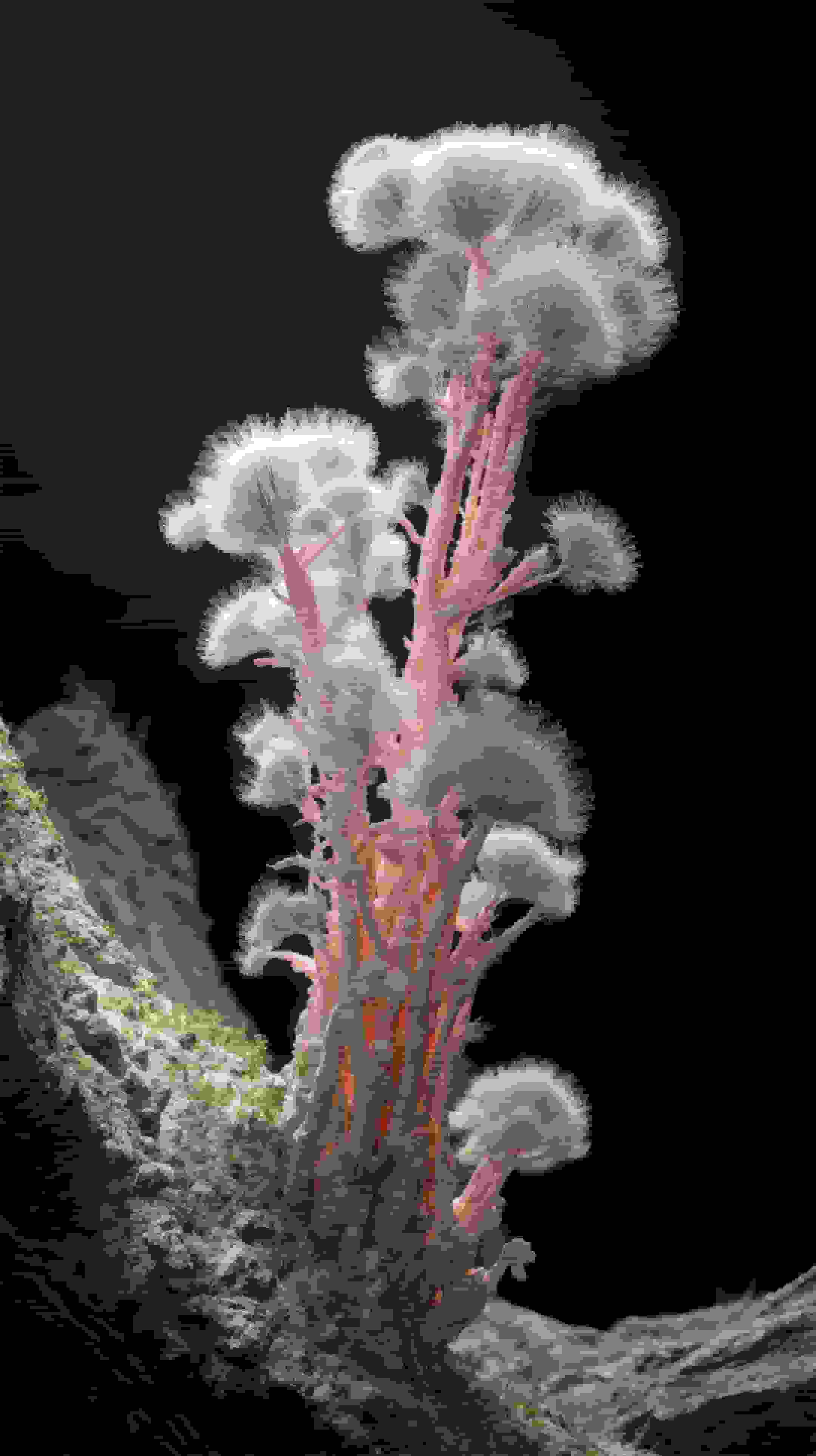 Neuro-Flora: Computational Botany Image