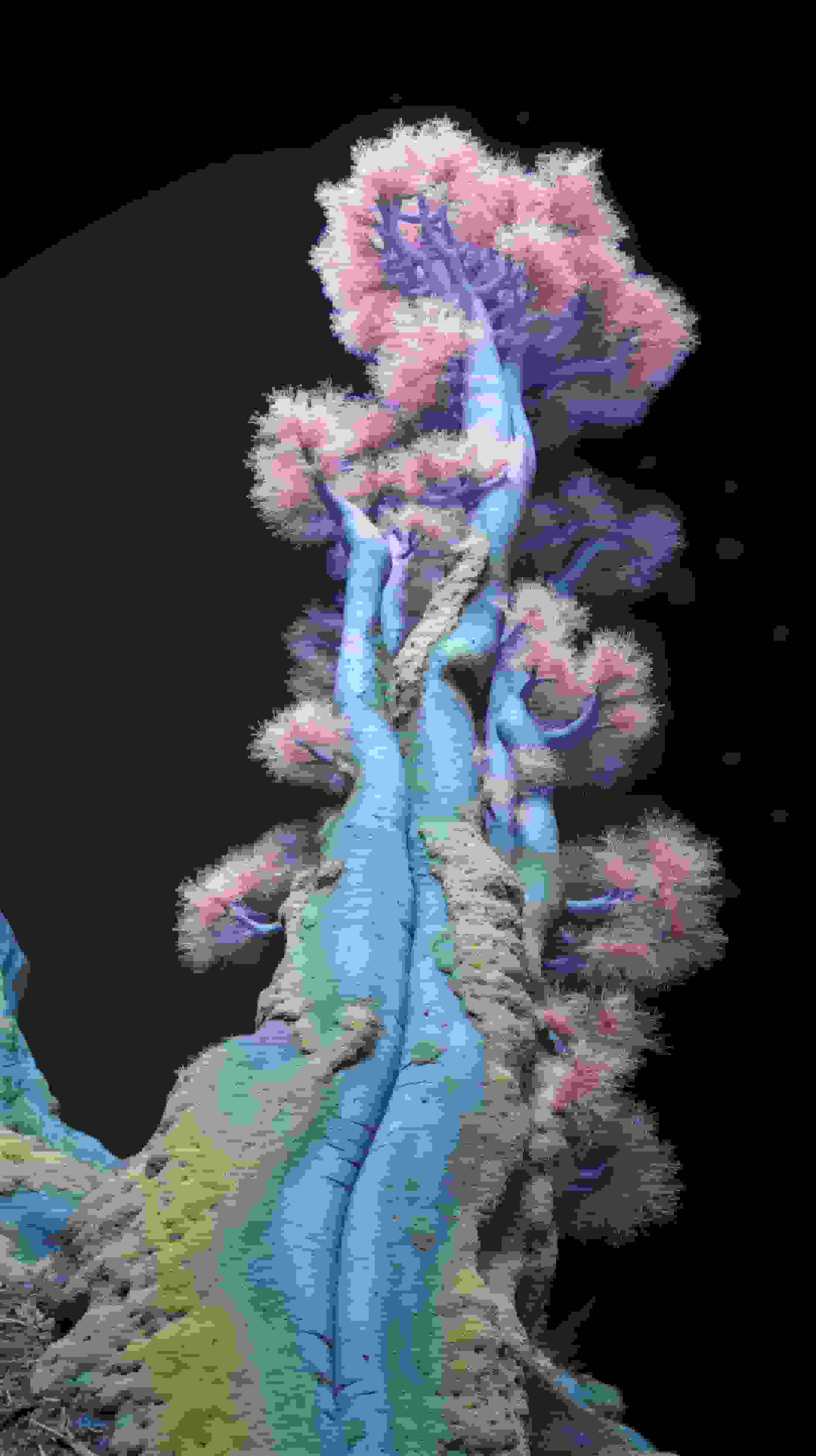 Neuro-Flora: Computational Botany Image