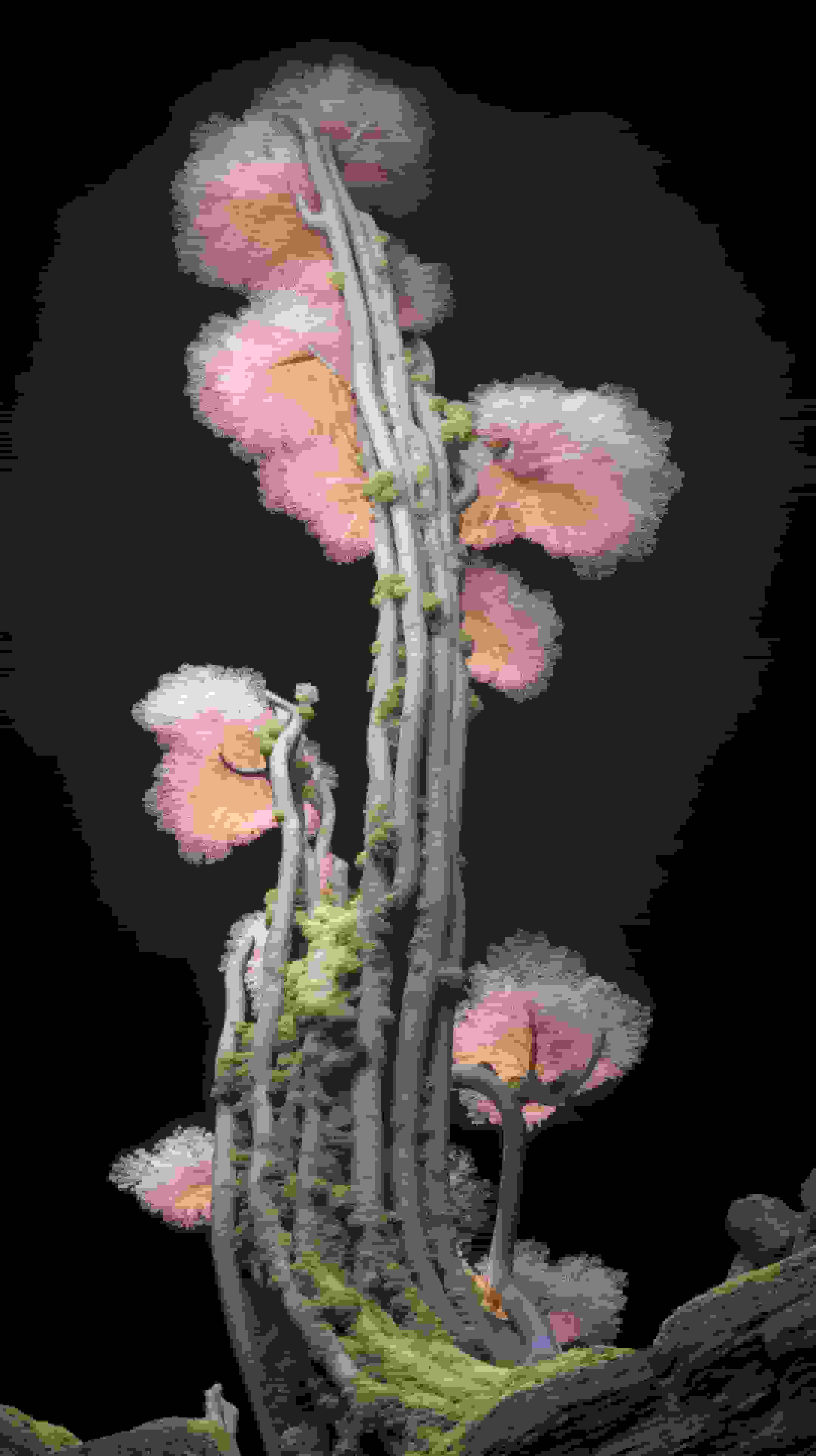 Neuro-Flora: Computational Botany Image