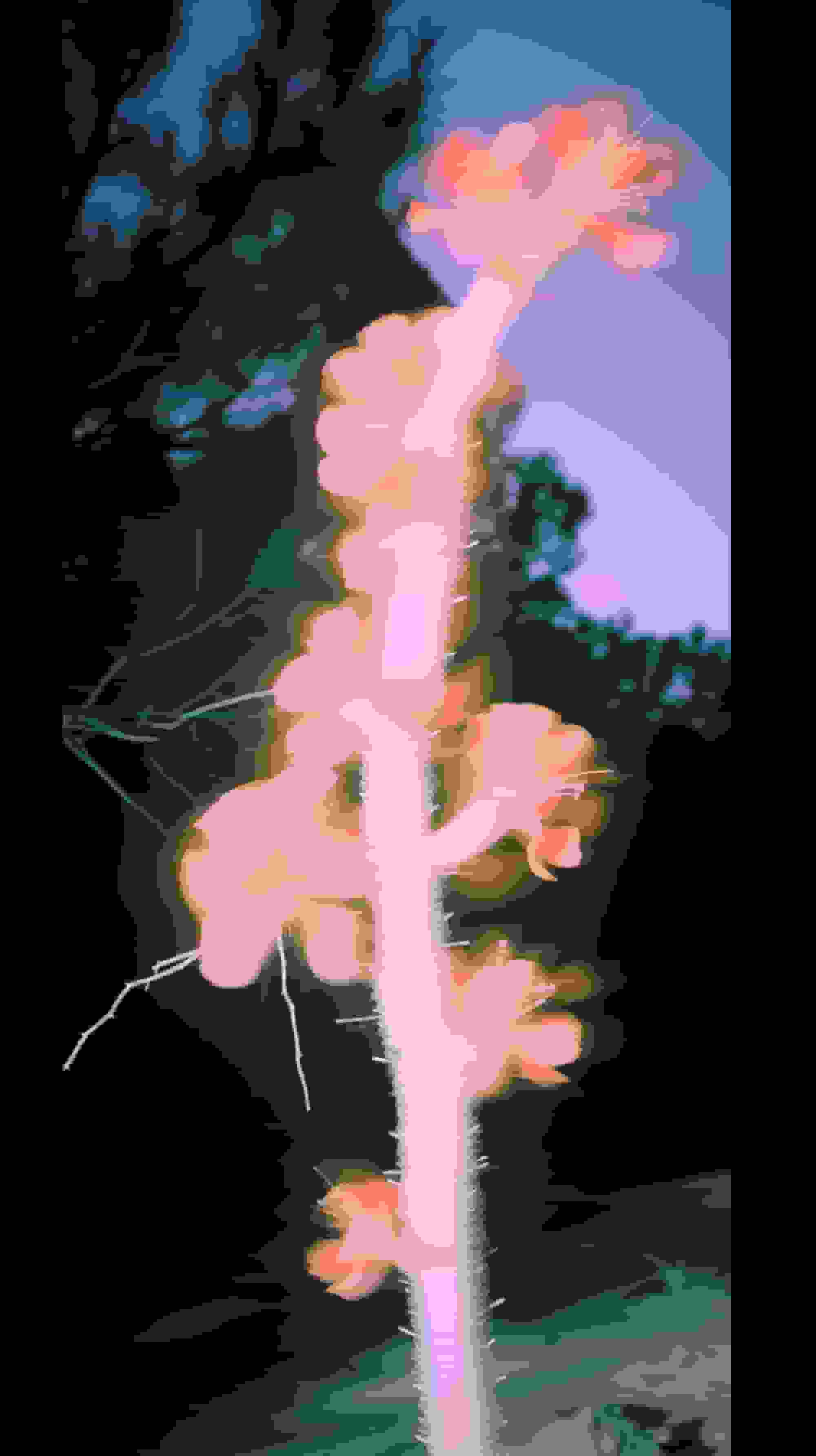 Goes To Joshua Tree Once Image