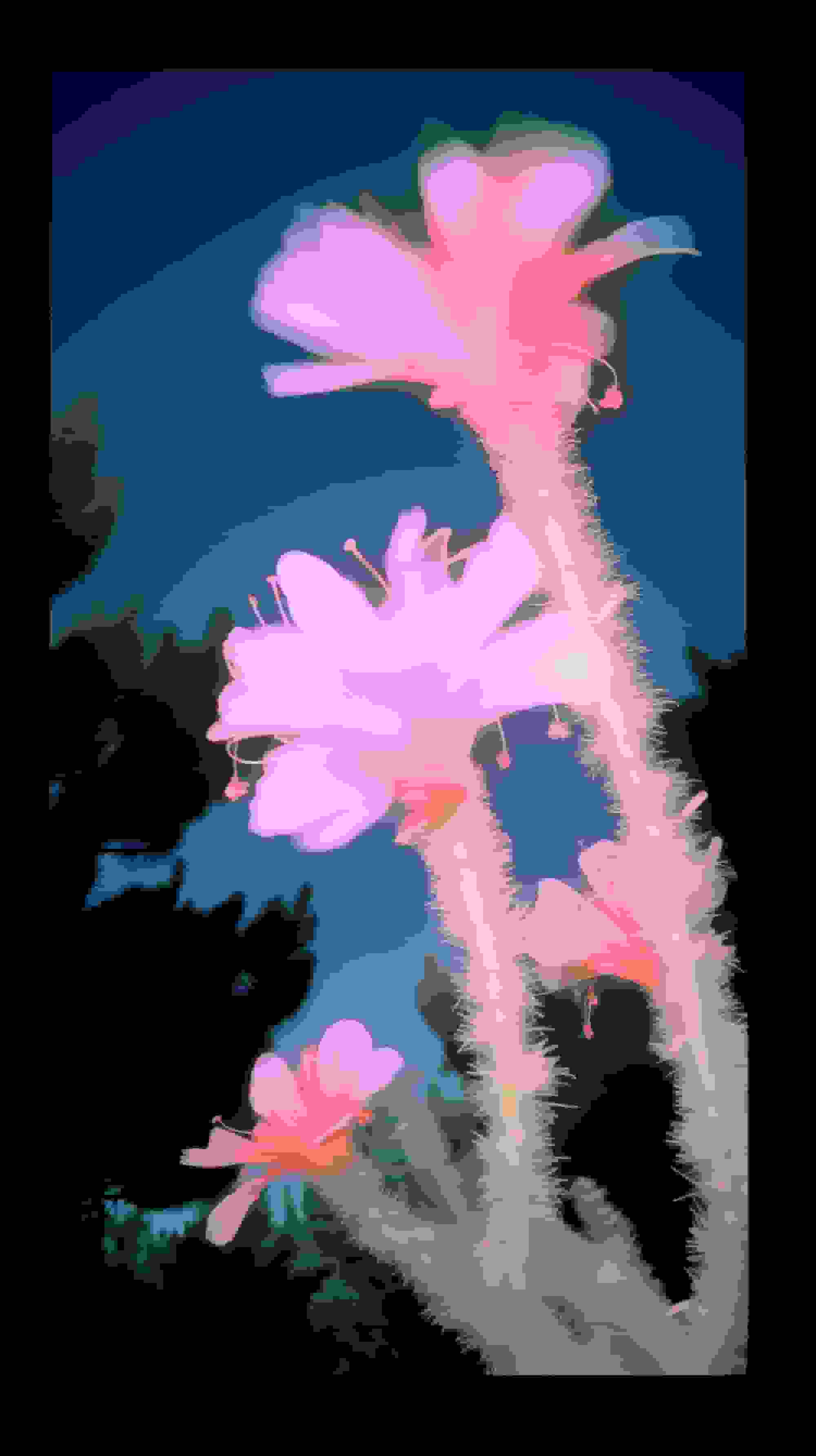 Goes To Joshua Tree Once Image