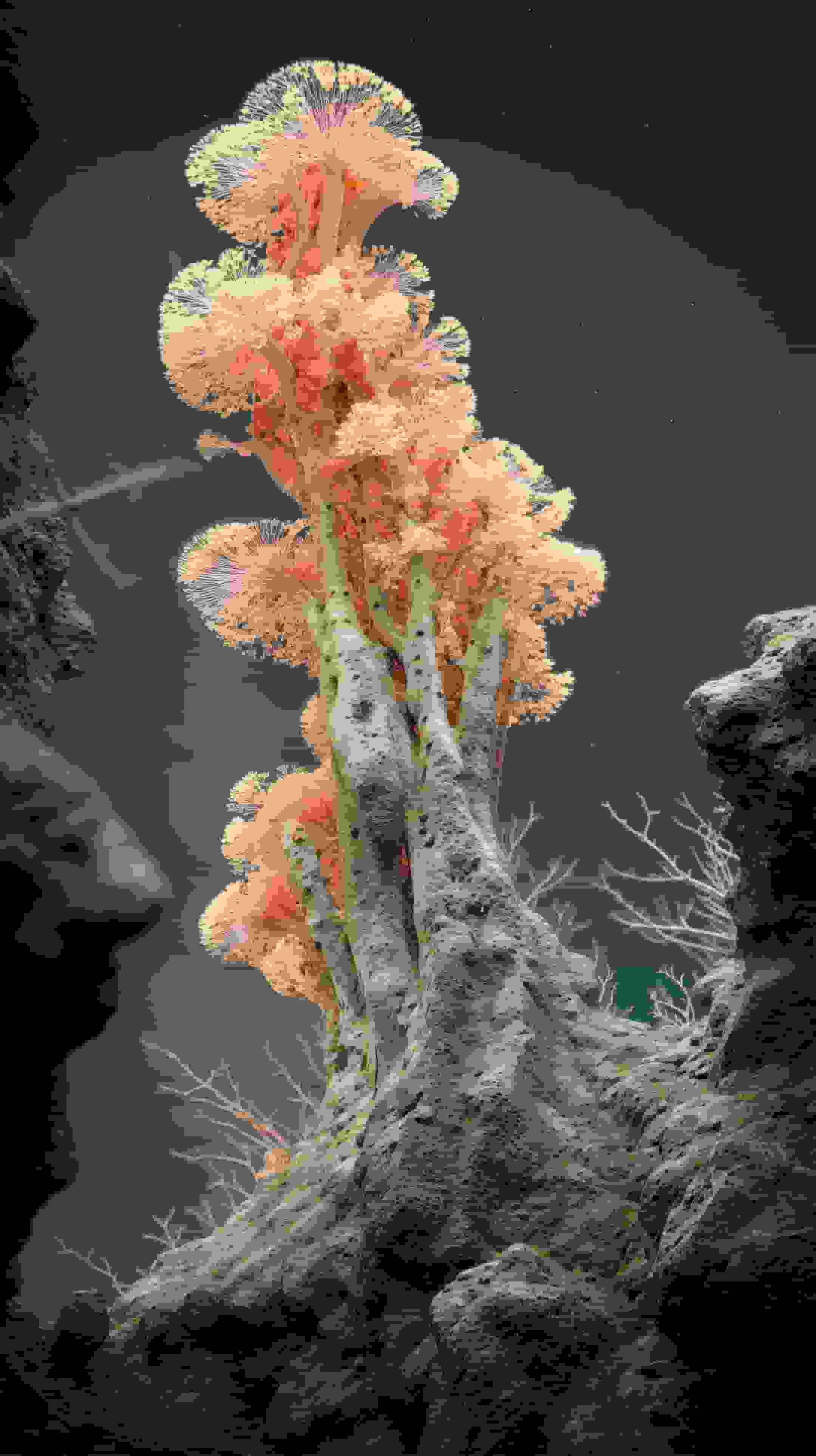 Neuro-Flora: Computational Botany Image
